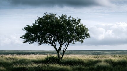 Naklejka premium A lone tree stands tall in a vast grassy field under a dramatic cloudy sky showcasing natural resilience and serene landscape beauty