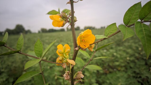 Bright yellow wild senna flowers blooming on plant stem with green leaves over blurry field background