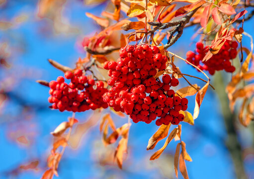 Red Rowan leaves on a blue sky background
