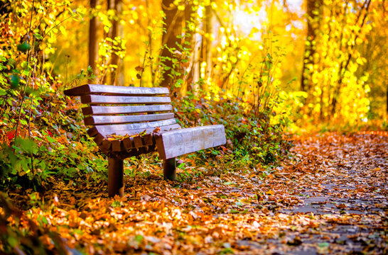 A wooden bench stands in an autumn park

