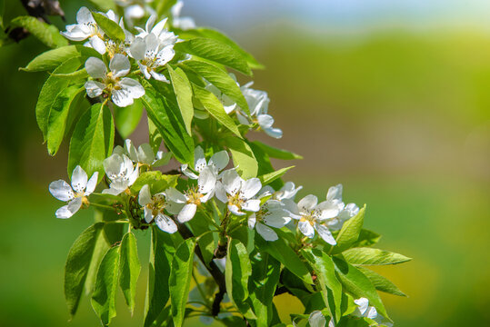 Flowering branch of pear in the garden in spring