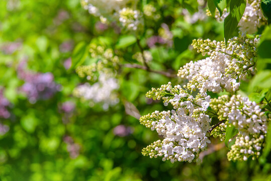 Inflorescence of a white lilac against a blue sky
