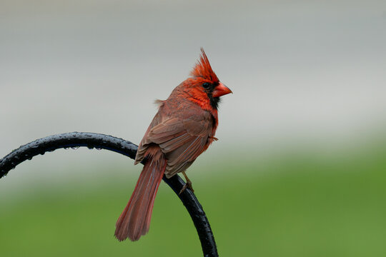 Male Northern Cardinal Perched on Wet Metal Hook After Rain