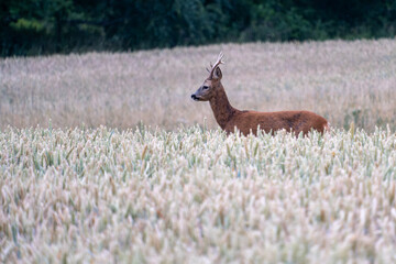 Roe deer buck standing in a golden wheat field © Nicolas
