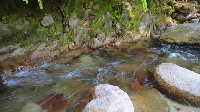 Calm Tropical Forest Creek With Crystal Clear Water 4K