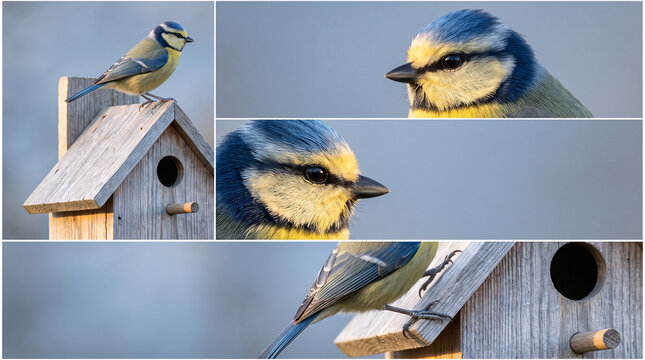 Collage de photographies de m&eacute;sange bleue pr&egrave;s d&rsquo;un nichoir