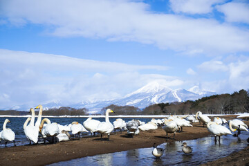冬の猪苗代湖畔に集まるたくさんの白鳥と雪化粧の磐梯山、青空が広がる美しい絶景 © 藤田 昌宏