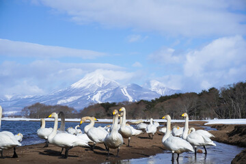 冬の猪苗代湖畔に集まるたくさんの白鳥と雪化粧の磐梯山、青空が広がる美しい絶景 © 藤田 昌宏