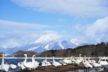 冬の猪苗代湖畔に集まるたくさんの白鳥と雪化粧の磐梯山、青空が広がる美しい絶景 © 藤田 昌宏