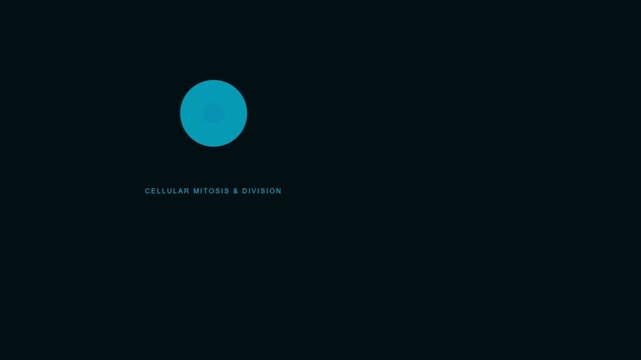 Scientific motion graphics animation of cellular mitosis and division on a black background loop.