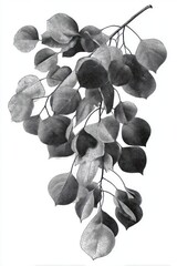 Fototapeta premium Detailed black and white botanical leaf illustration.