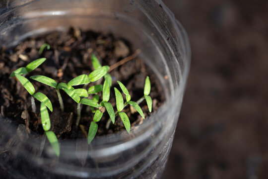 seedling in a plastic pot