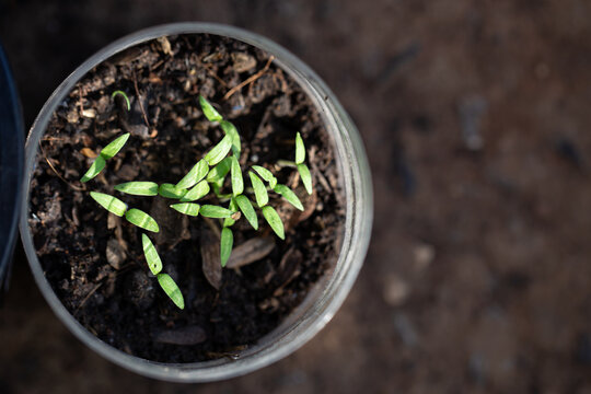 seedling in soil