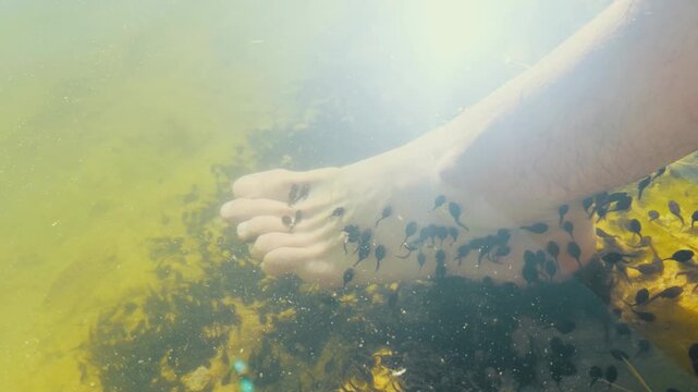 Close-up of feet in shallow pond water with tadpoles nibbling dead skin. Natural outdoor foot spa, biological exfoliation, and wild wellness concept in golden sunlight.
