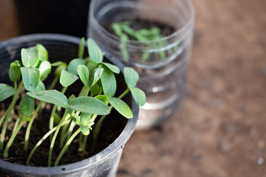 young plant in a pot