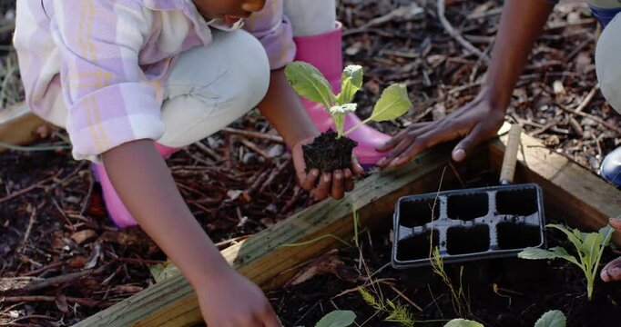African woman placing black tray guiding youth female planting seedling rootball in raised bed
