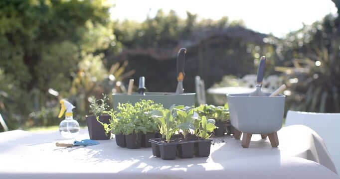 Seedling trays, potted herb and tools catching sun on backyard table while camera shifting focus