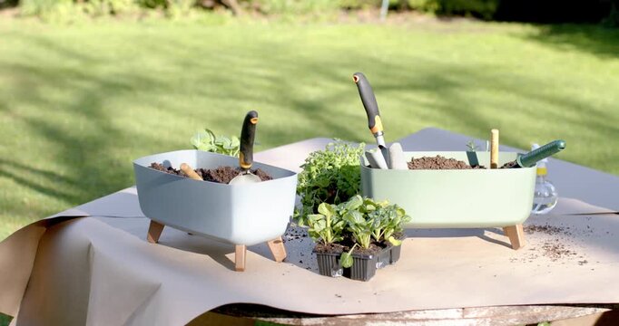 Camera panning, documenting pale blue, green planters, seedlings, trowels, watering bottle on table