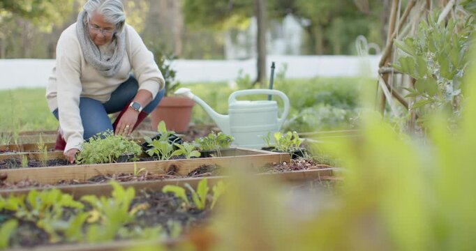 Inspecting seedlings, African American senior kneeling at backyard beds, loosening soil with trowel