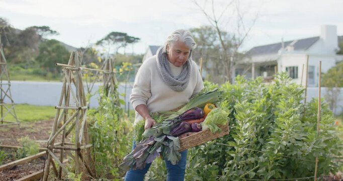 Post-harvest senior African American woman carrying woven basket balancing vegetables in garden row
