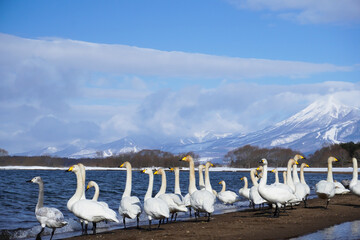 冬の猪苗代湖畔に集まるたくさんの白鳥と雪化粧の磐梯山、青空が広がる美しい絶景 © 藤田 昌宏