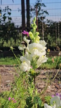 Hummel sammelt Nektar an wei&szlig;en L&ouml;wenm&auml;ulchen in einem bl&uuml;henden Garten &ndash; Best&auml;ubung und Artenvielfalt