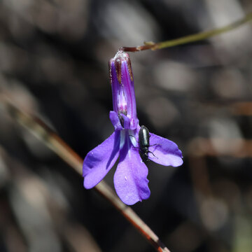 blue iris flower