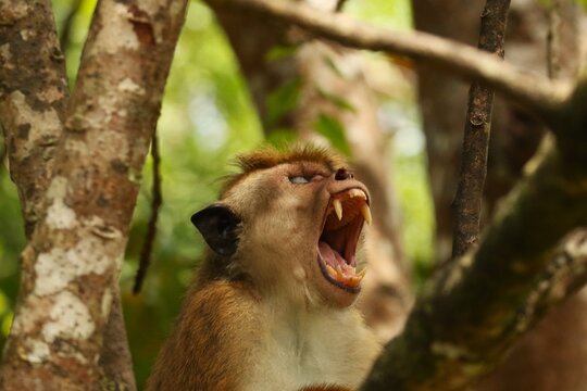 Reddish-brown monkey known scientifically as the Macaca sinica or the toque macaque, endemic to Srilanka