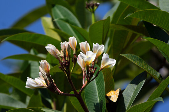 Beautiful white plumeria flower blooming under natural sunlight surrounded by lush green tropical leaves. This high-quality stock photograph captures a serene, minimalist nature scene with a soft blur