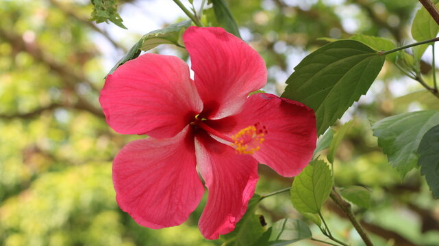 Beautiful Pink Red Hibiscus Flower Close Up with Green Leaves in a Tropical Garden