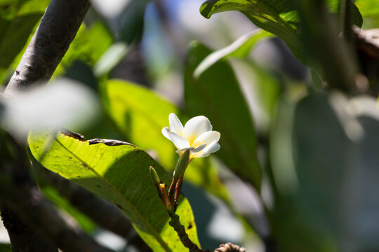 Beautiful white plumeria flower blooming under natural sunlight surrounded by lush green tropical leaves. This high-quality stock photograph captures a serene