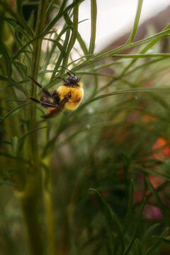 Close up of a fuzzy bumblebee on a green plant stem