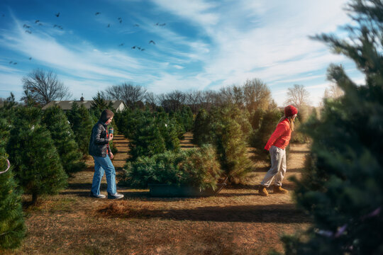 Boy and girl bringing home a Christmas tree from a farm