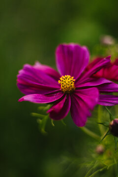 Vibrant magenta cosmos flower in a green garden