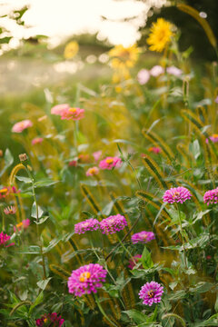 Pink zinnia flowers blooming in a sunny wildflower meadow