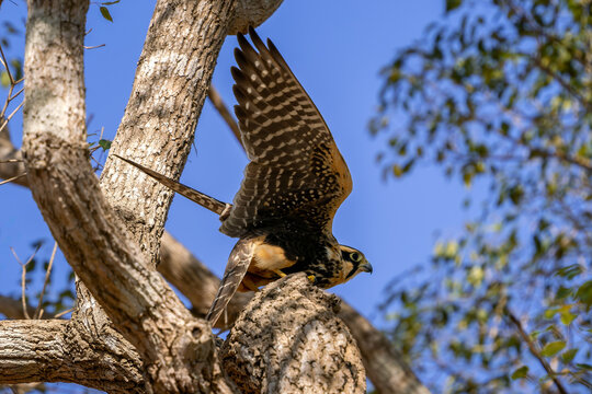 Bat Falcon - Falco rufigularis, small colored beautiful bird of prey native to forests and savannas of Central and South America, Pantanal, Brazil.
