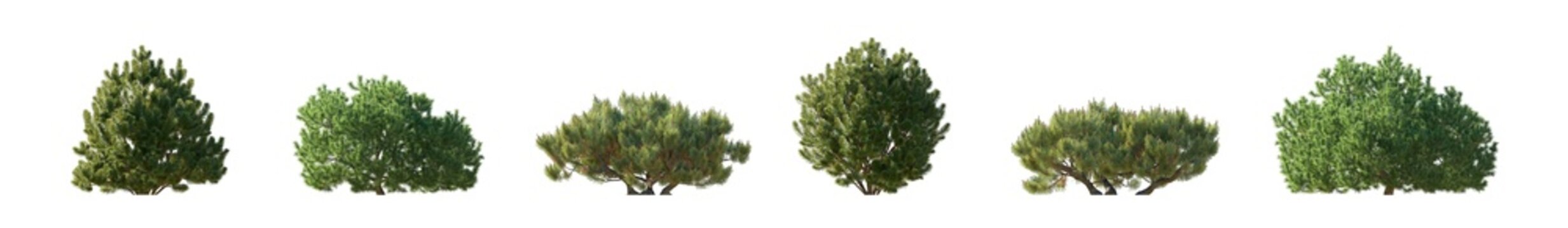 pinus mugo frontal (mugo pine, mountain pine, dwarf mountain pine) isolated png on a transparent background premium nature cutout