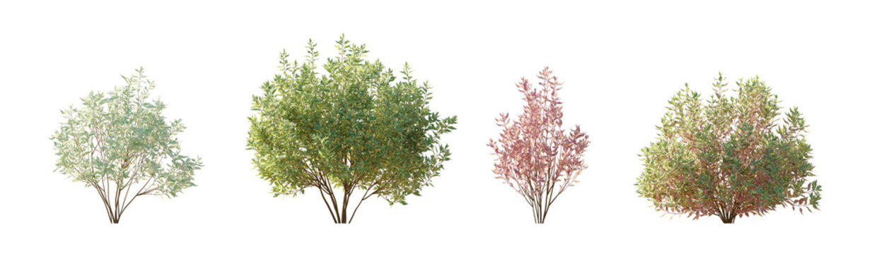 cornus alba variegata frontal (variegated red twig dogwood, variegated tatarian dogwood) isolated PNG on a transparent background premium nature cutout
