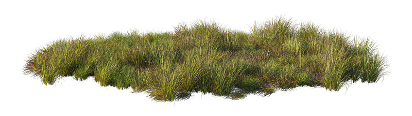 Fototapeta premium carex obnupta grass clump (slough sedge, pacific sedge) isolated PNG on a transparent background premium nature cutout
