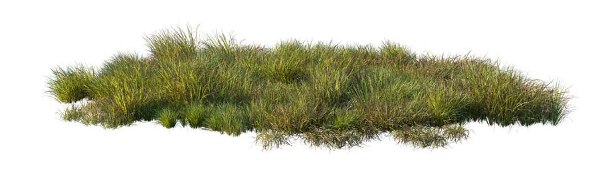 carex obnupta and imperata cylindrica rubra clump (slough sedge, japanese blood grass, red baron) isolated PNG on a transparent background premium nature cutout
