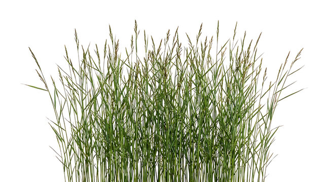 Green wild grass stems and seed heads on white background