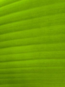 Smooth green leaf surface texture featuring subtle diagonal parallel lines and natural gradient lighting