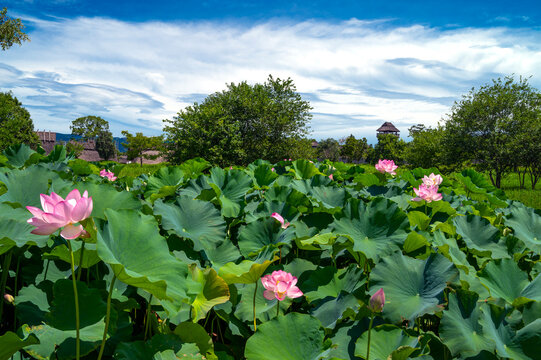 佐賀県　吉野ヶ里歴史公園の蓮の花