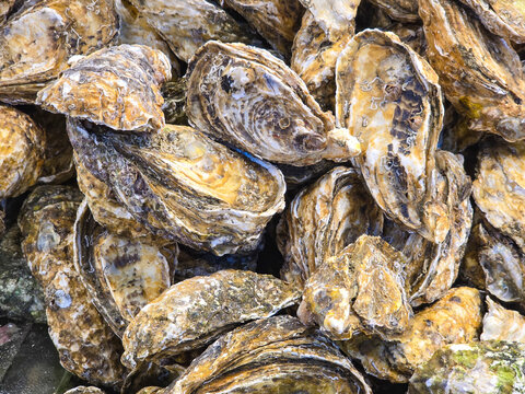 Close-Up of Fresh Raw Oysters for Sale at a Fish Market