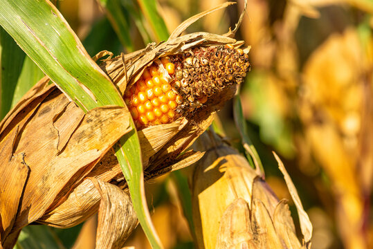 Ripe yellow corn cob on a stalk close up view in sunset light