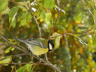 A titmouse on a birch branch © Rbizon