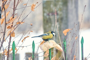 A great tit (Parus major) pecking at fat at a makeshift feeder near the fence. © Michel F