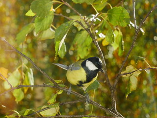  A titmouse on a birch branch in an autumn forest. © Rbizon