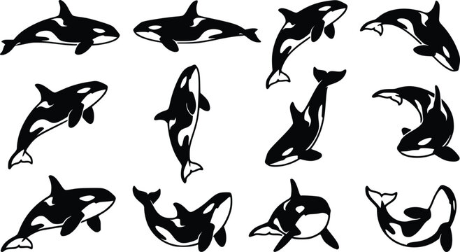 Orca killer whale silhouette vector set featuring black and white marine mammals swimming breaching and diving in diverse ocean poses