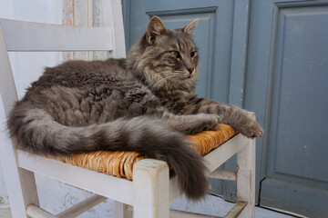A cat laying on a chair  © sp_ts